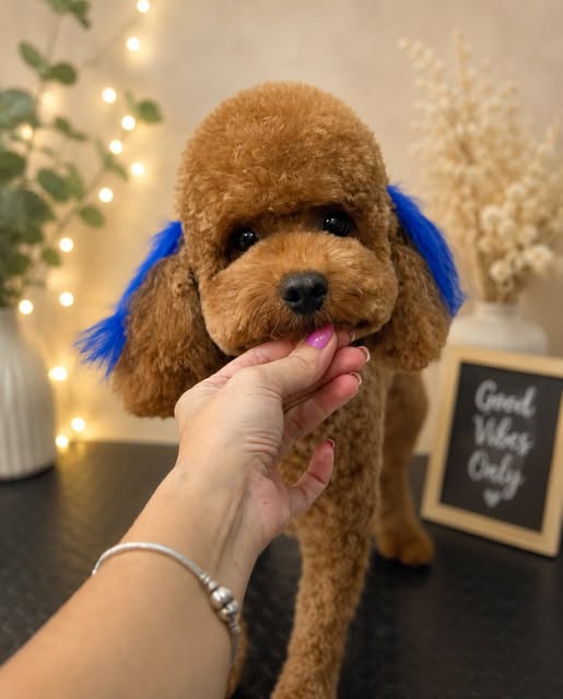 Tıraş bakımı ve özel tüy tasarımı yapılmış poodle cinsi köpek