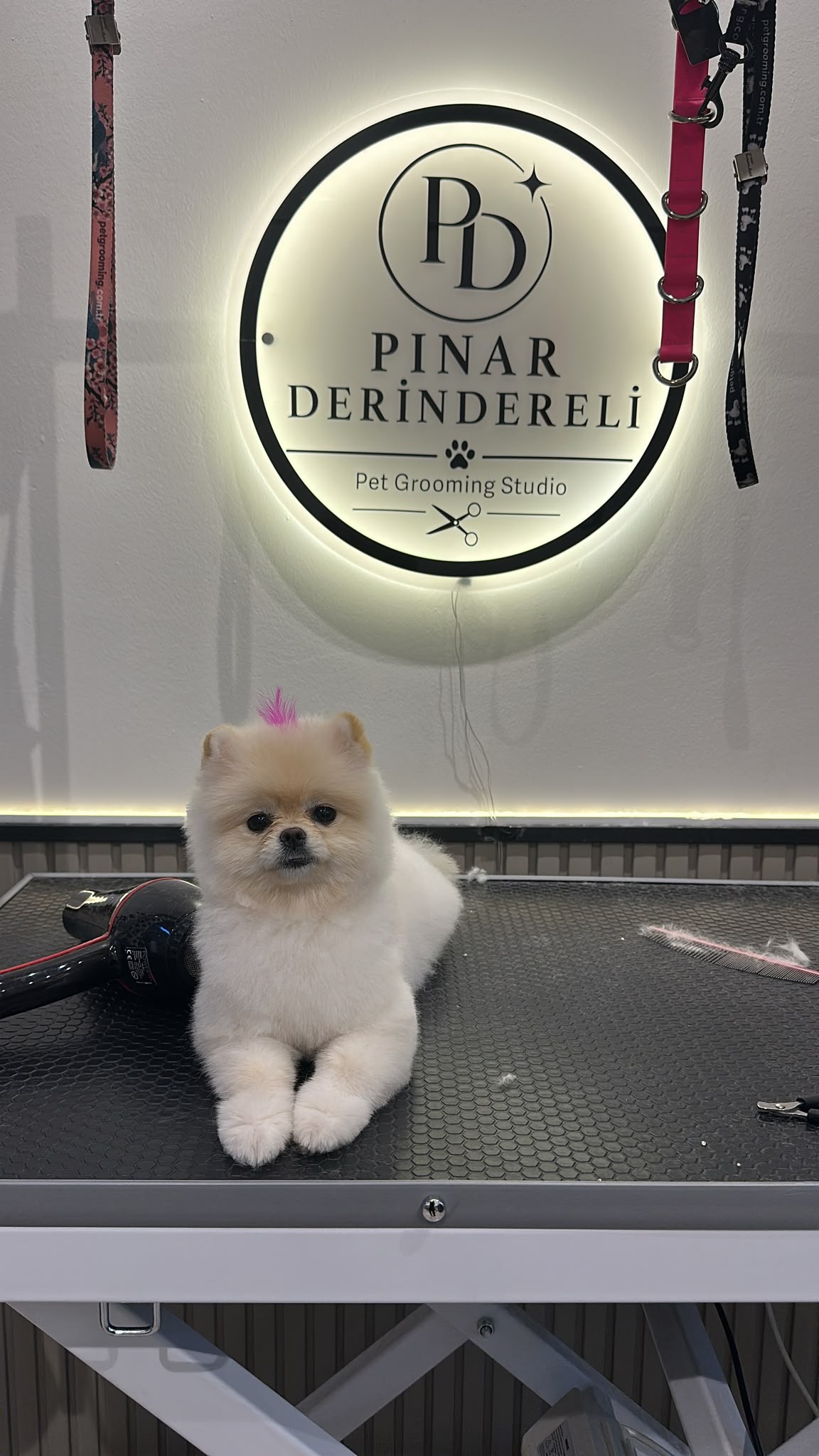 Pınar Derindereli Pet Kuaför masasında pembe tokasıyla makas kesimi yapılmış sevimli Pomeranian Boo
