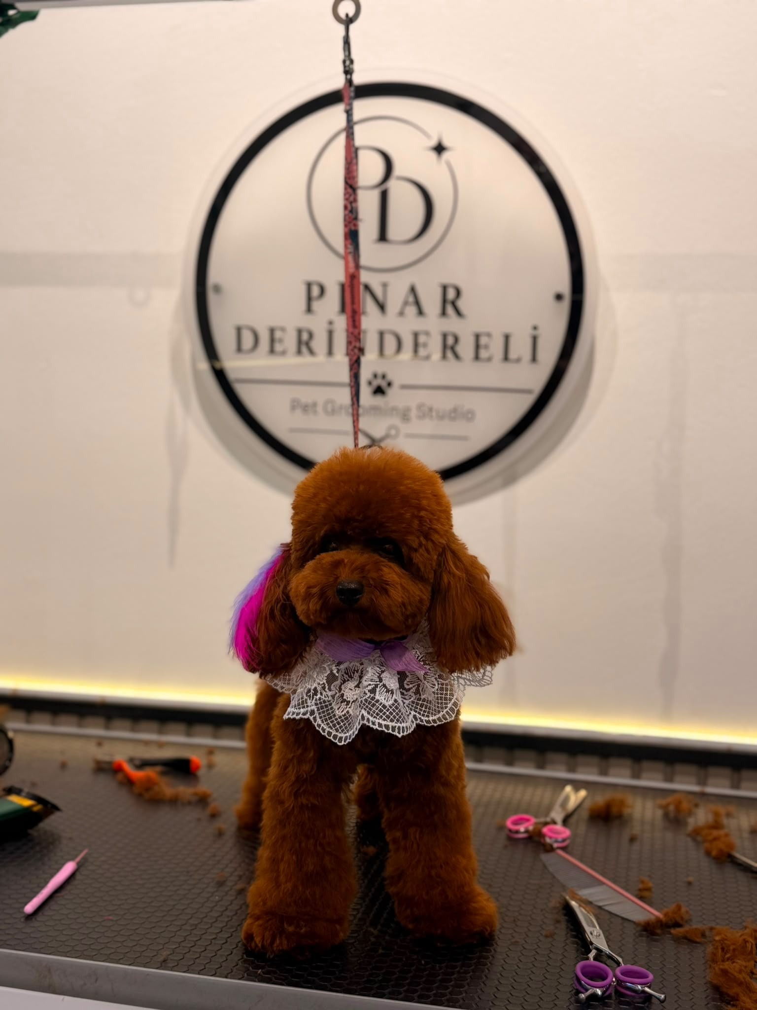Dantel yaka ve tüy aksesuarıyla özenle bakımı yapılmış Toy Poodle