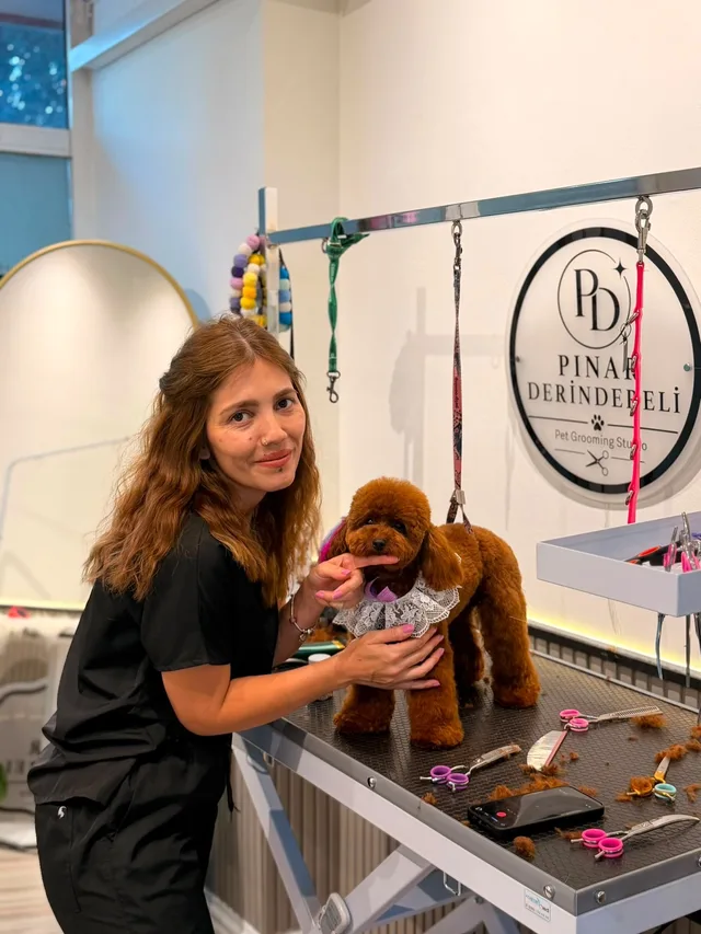 Pınar Derindereli pet kuaför masasında Poodle bakımı ve kesimi yaparken